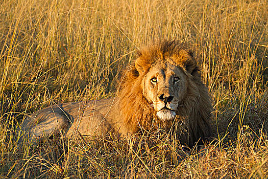 头像,非洲狮,狮子,卧,草,看镜头,奥卡万戈三角洲,博茨瓦纳,非洲