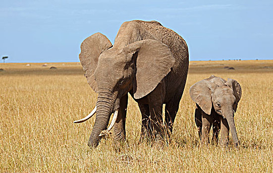 非洲,大象,幼兽,马赛马拉,肯尼亚