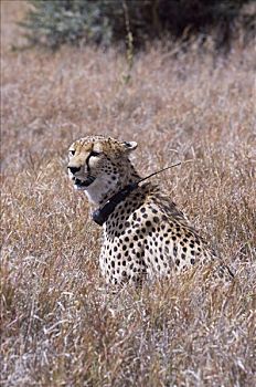 印度豹,穿,无线电,项圈,野生动物,孤儿动物,兄弟,杀死,2004年