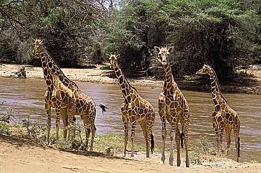 网纹长颈鹿,长颈鹿,群,站立,河,边缘,肯尼亚