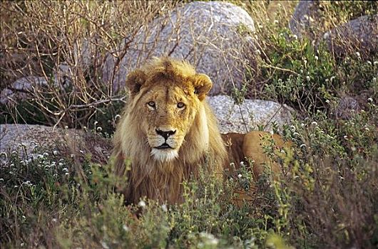 非洲狮,狮子,猫科动物,雄性,哺乳动物,山,塞伦盖蒂国家公园,坦桑尼亚,非洲,动物