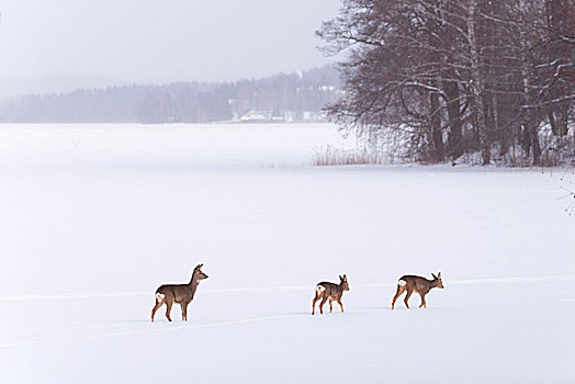 鹿,冰,冬景