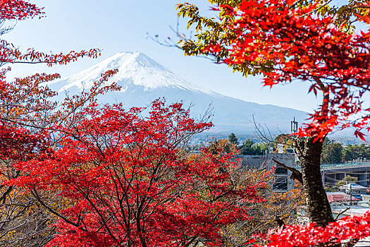 富士山,红枫,树