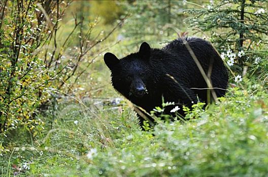 黑熊,碧玉国家公园,艾伯塔省,加拿大