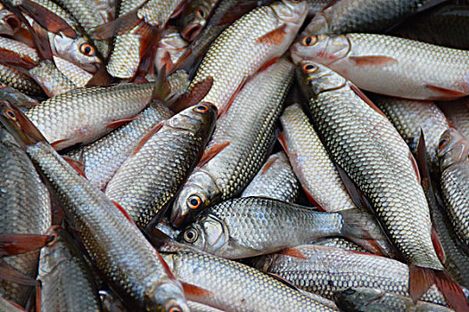 鲤鱼鱼食品新鲜海鲜动物野生动物水产品美味饮食美食健康鱼群