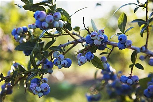 蓝莓,灌木