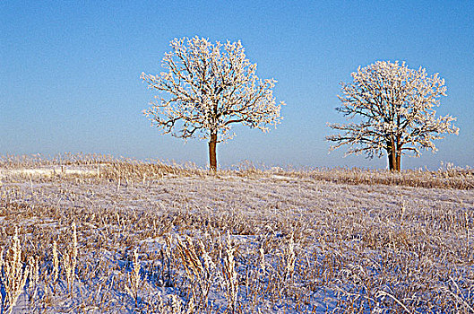 树,白霜,曼尼托巴,加拿大