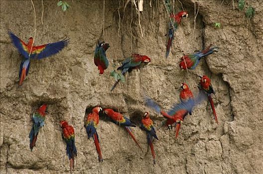 绯红金刚鹦鹉,红绿金刚鹦鹉,绿翅金刚鹦鹉,成群,矿物质,玛努国家公园,秘鲁