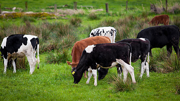 牧群,母牛,绿色,地点
