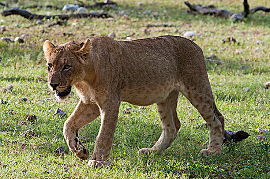 狮子,纳米比亚