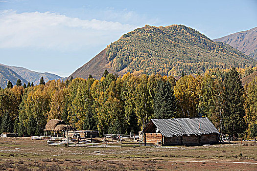 新疆阿勒泰喀纳斯牧场里的小屋
