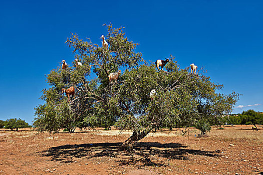 山羊,进食,树,靠近,苏维拉,摩洛哥,非洲
