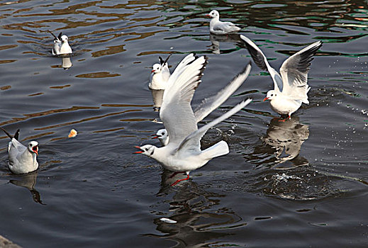 昆明翠湖公园红嘴鸥
