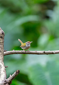 整天不停地在枝叶间跳来跳去,在灌木草丛中觅食的长尾缝叶莺鸟