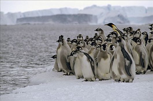 帝企鹅,幼鸟,幼禽,海洋,一个,成年,南极