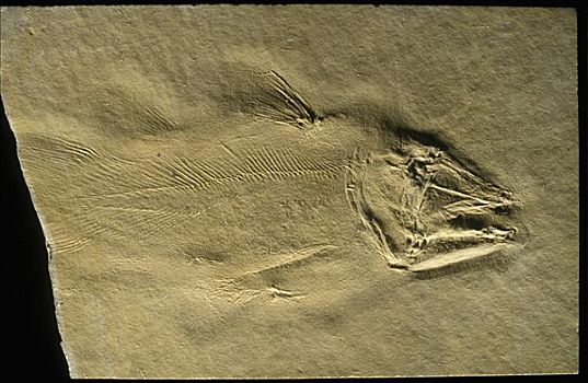 鱼,化石,三叠纪,时期,西班牙