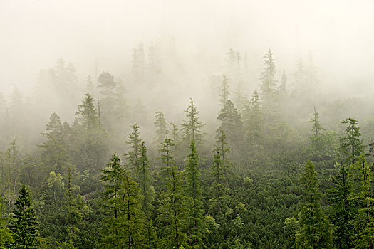 雾状,气氛,密集,雾,针叶林,山,提洛尔,奥地利,欧洲