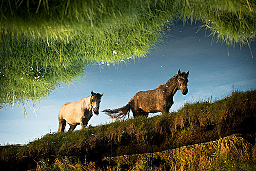 安静,水,展示,反射,两个,马,走,杜林,爱尔兰
