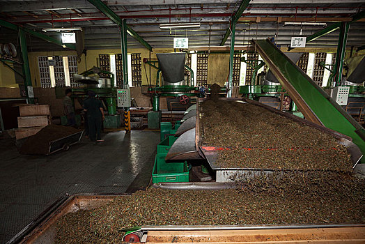 茶,处理,干燥,传送带,工厂,中央省,斯里兰卡,亚洲
