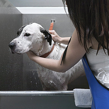 女人,浴,狗