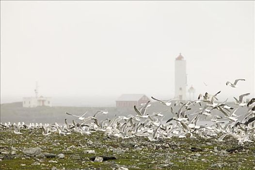 成群,海鸥,挪威