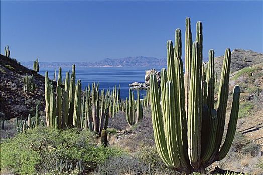 仙人掌,武伦柱,风景,北下加利福尼亚州,墨西哥