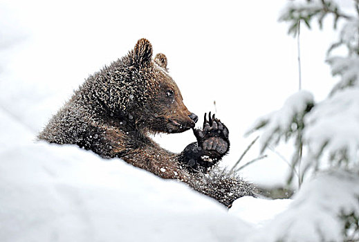 棕熊,幼兽,坐,雪地,玩,爪子,巴伐利亚森林国家公园,德国,欧洲