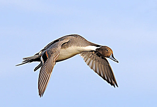 雄性,北方,尖尾鸭,飞行,泻湖,维多利亚,不列颠哥伦比亚省,加拿大