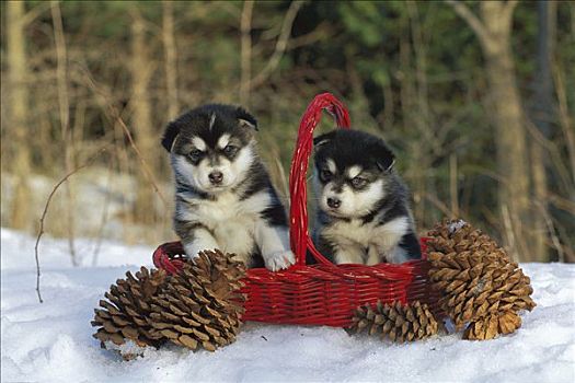 阿拉斯加雪橇犬,狗,小狗,篮子,雪中,松果