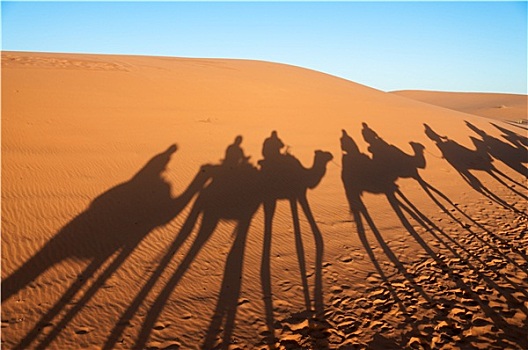 驼队,旅游,撒哈拉沙漠,摩洛哥,非洲