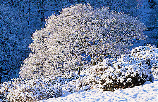 无柄的,橡树,下雪,波厄斯郡,威尔士,英国,欧洲