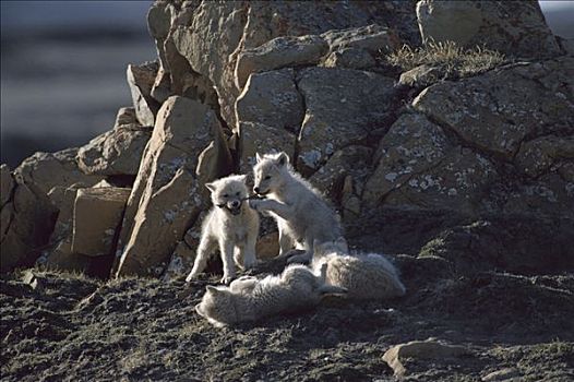 北极狼,狼,幼仔,玩,巢穴,艾利斯摩尔岛,加拿大