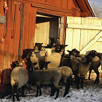 绵羊,农场,瑞典