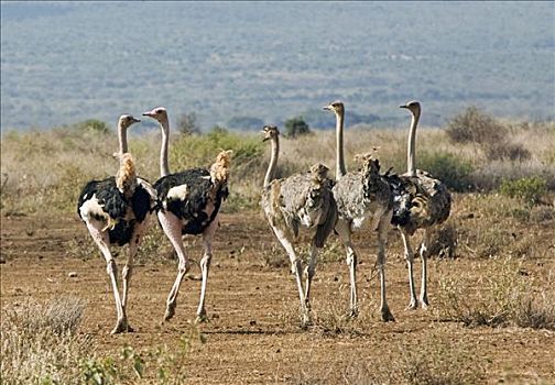 肯尼亚,地区,安伯塞利国家公园,小,成群,鸵鸟,鸵鸟属