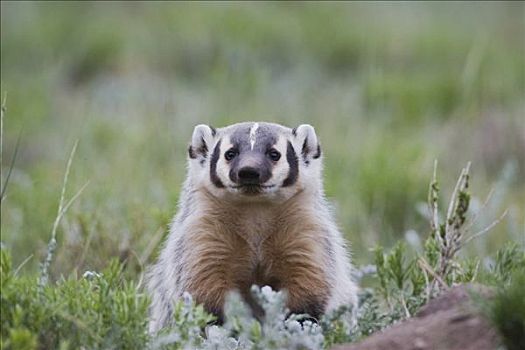 美洲獾,年轻,巢穴,落基山国家公园,科罗拉多,美国