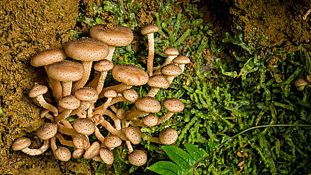 热带,蘑菇,哥斯达黎加