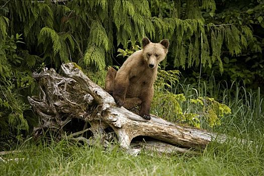 幼兽,大灰熊,坐,树桩,湾流,不列颠哥伦比亚省,加拿大