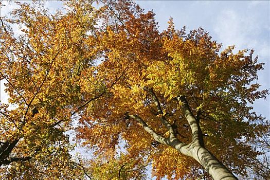树梢,秋天,彩色,山毛榉,仰视