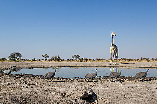 非洲,博茨瓦纳,乔贝国家公园,成群,吐绶鸡,走,过去,长颈鹿,站立,边缘,鹳,水潭,萨维提,湿地