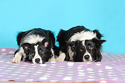 两个,边界,柯利犬,躺着,紫色,毯子,正面,青绿色