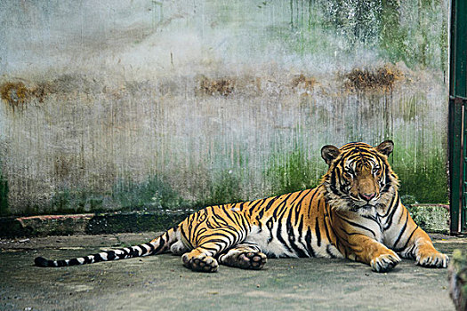 动物园慵懒的老虎