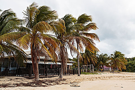 加勒比,安圭拉,棕榈树,正面,海边,餐馆