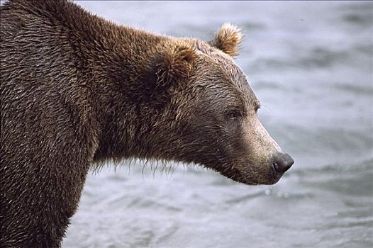 大灰熊,棕熊,麦克尼尔河州立禁猎区,阿拉斯加