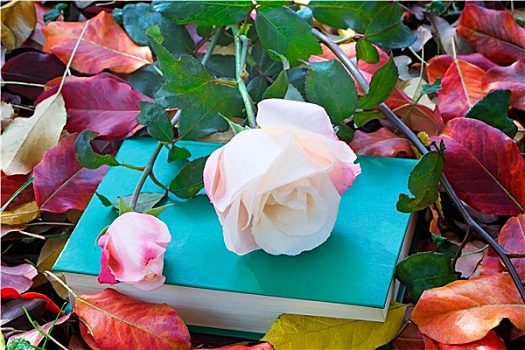 漂亮,白色蔷薇,书本,黄色,秋叶