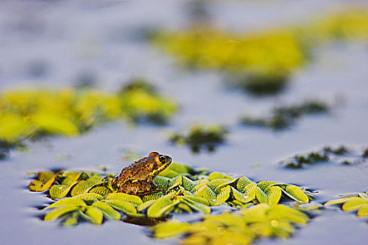 湿地,青蛙,蛙属,多瑙河三角洲,完美,保护色,坐,叶子,水,欧洲,东欧,罗马尼亚