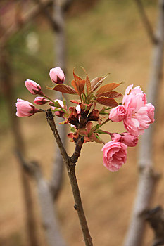 樱花