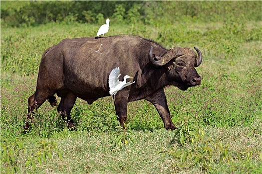 非洲水牛,白鹭