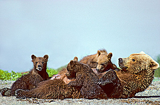 母兽,棕熊,哺乳,老,幼兽,沿岸,阿拉斯加