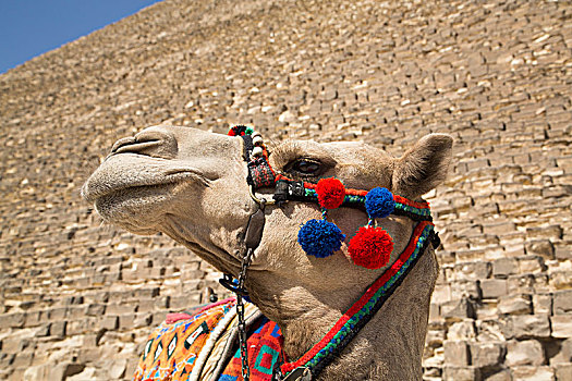 骆驼,基奥普斯金字塔,背景,吉萨金字塔,埃及