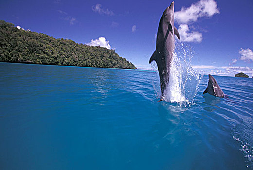 密克罗尼西亚,帕劳,宽吻海豚